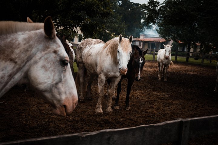 Ganztägige Gaucho-Tour auf einer argentinischen Estancia bei Buenos Aires mit Ausritten und traditioneller Kultur, Foto 15 | wizardtrip