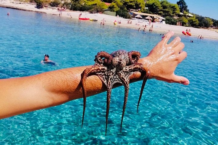 Bådtur til Den Blå Grotte, Hvar og Pakleni Øerne fra Split, Kroatien, foto 11 | wizardtrip