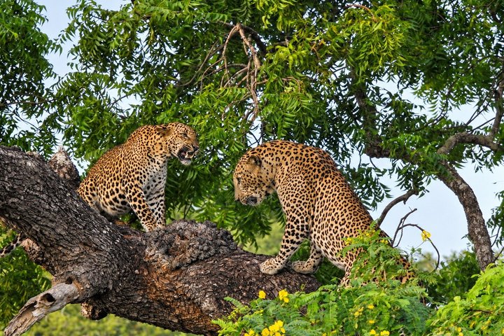 Yala National Park | wizardtrip