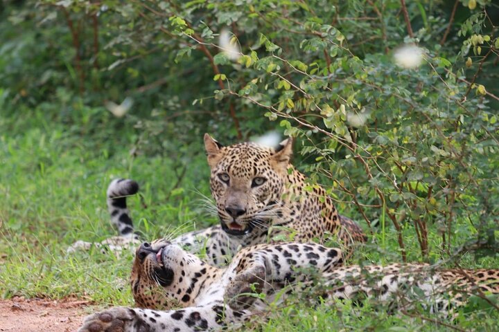 Heldags safari-eventyr i Yala Nationalpark, Sri Lanka, med observation af leoparder og forskelligartet dyreliv, foto 6 | wizardtrip