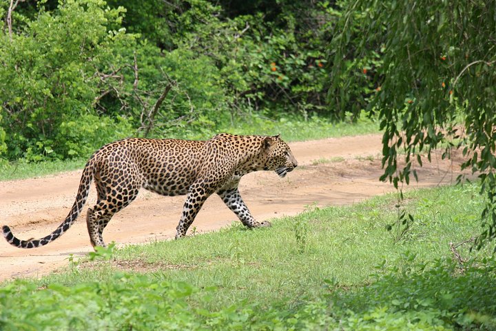 Heldags safari-eventyr i Yala Nationalpark, Sri Lanka, med observation af leoparder og forskelligartet dyreliv, foto 8 | wizardtrip