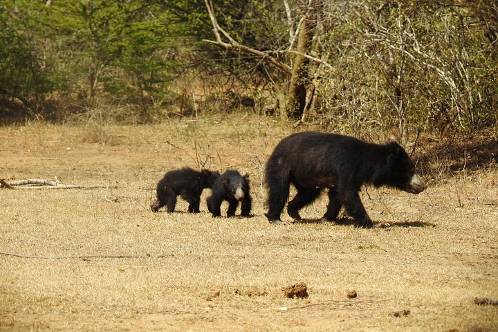 Heldags safari-eventyr i Yala Nationalpark, Sri Lanka, med observation af leoparder og forskelligartet dyreliv, foto 9 | wizardtrip