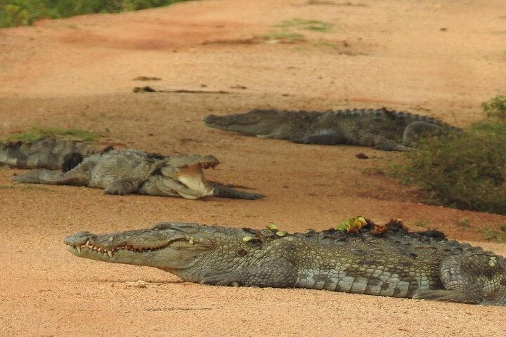 Heldags safari-eventyr i Yala Nationalpark, Sri Lanka, med observation af leoparder og forskelligartet dyreliv, foto 10 | wizardtrip