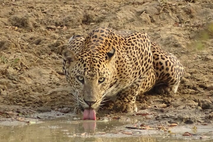 Heldags safari-eventyr i Yala Nationalpark, Sri Lanka, med observation af leoparder og forskelligartet dyreliv, foto 12 | wizardtrip