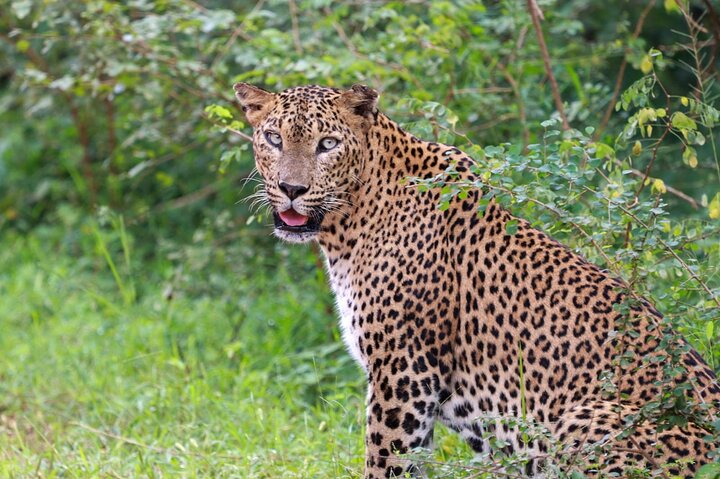 Heldags safari-eventyr i Yala Nationalpark, Sri Lanka, med observation af leoparder og forskelligartet dyreliv, foto 13 | wizardtrip