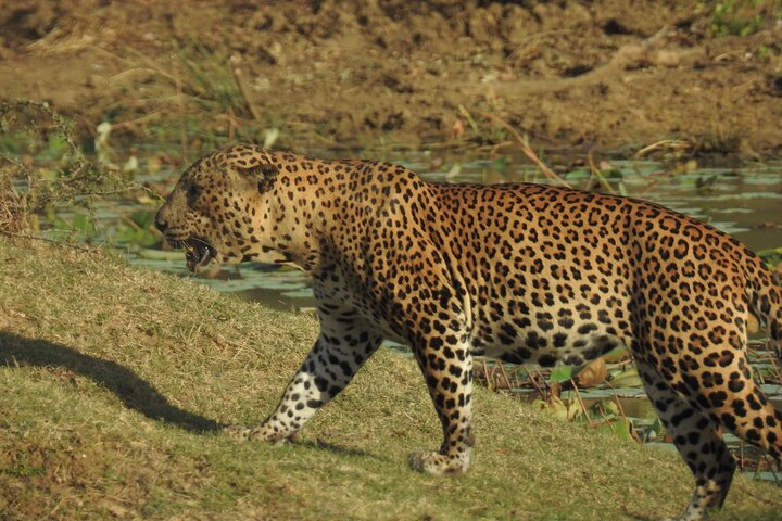 Heldags safari-eventyr i Yala Nationalpark, Sri Lanka, med observation af leoparder og forskelligartet dyreliv, foto 14 | wizardtrip