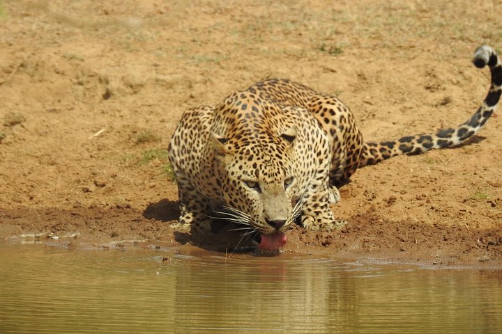 Heldags safari-eventyr i Yala Nationalpark, Sri Lanka, med observation af leoparder og forskelligartet dyreliv, foto 15 | wizardtrip