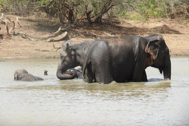 Heldags safari-eventyr i Yala Nationalpark, Sri Lanka, med observation af leoparder og forskelligartet dyreliv, foto 16 | wizardtrip