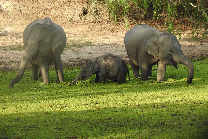 Heldags safari-eventyr i Yala Nationalpark, Sri Lanka, med observation af leoparder og forskelligartet dyreliv, foto 18 | wizardtrip