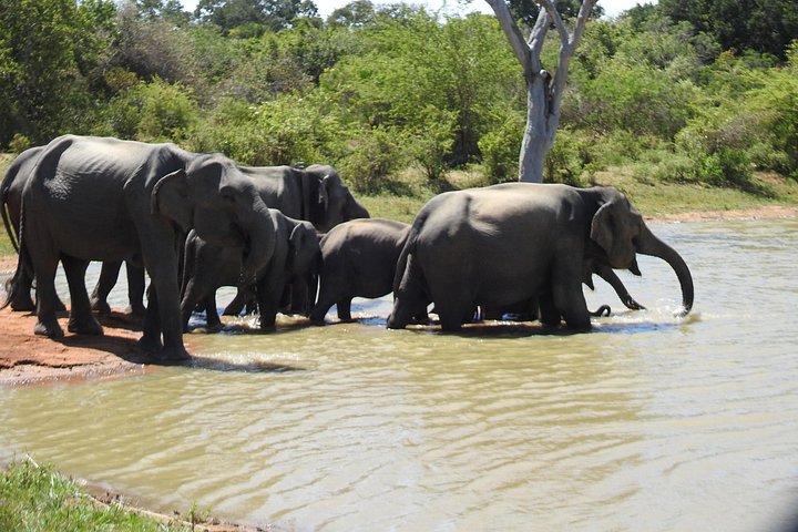 Heldags safari-eventyr i Yala Nationalpark, Sri Lanka, med observation af leoparder og forskelligartet dyreliv, foto 19 | wizardtrip
