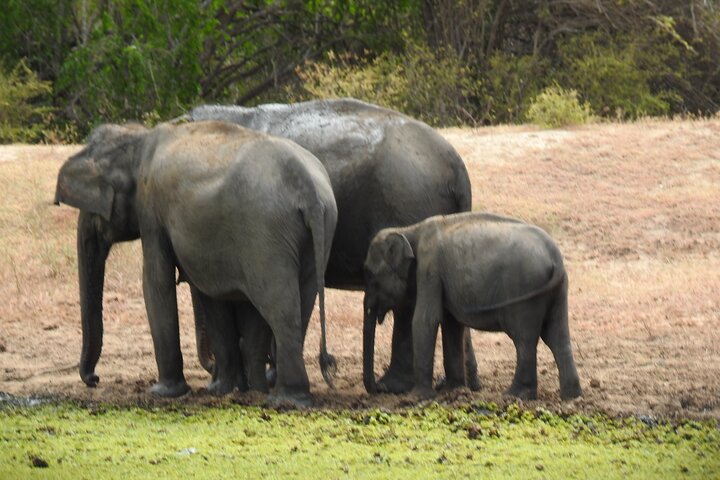 Heldags safari-eventyr i Yala Nationalpark, Sri Lanka, med observation af leoparder og forskelligartet dyreliv, foto 20 | wizardtrip