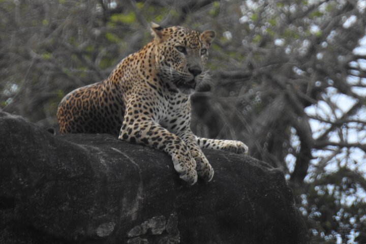 Heldags safari-eventyr i Yala Nationalpark, Sri Lanka, med observation af leoparder og forskelligartet dyreliv, foto 21 | wizardtrip