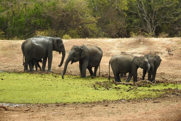 Heldags safari-eventyr i Yala Nationalpark, Sri Lanka, med observation af leoparder og forskelligartet dyreliv, foto 22 | wizardtrip