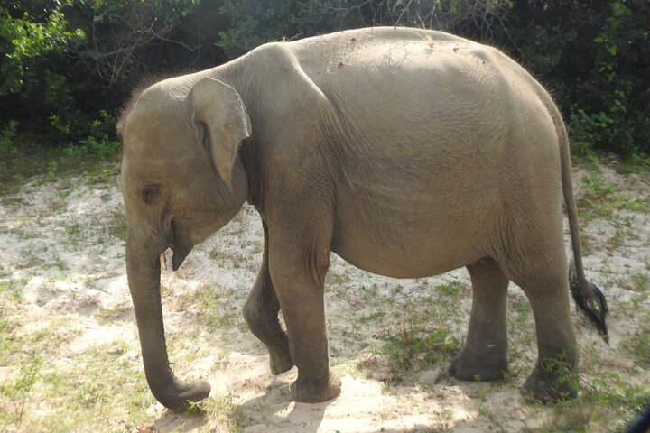 Heldags safari-eventyr i Yala Nationalpark, Sri Lanka, med observation af leoparder og forskelligartet dyreliv, foto 23 | wizardtrip