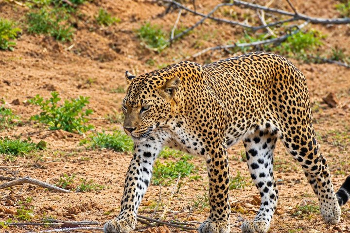 Heldags safari-eventyr i Yala Nationalpark, Sri Lanka, med observation af leoparder og forskelligartet dyreliv, foto 25 | wizardtrip