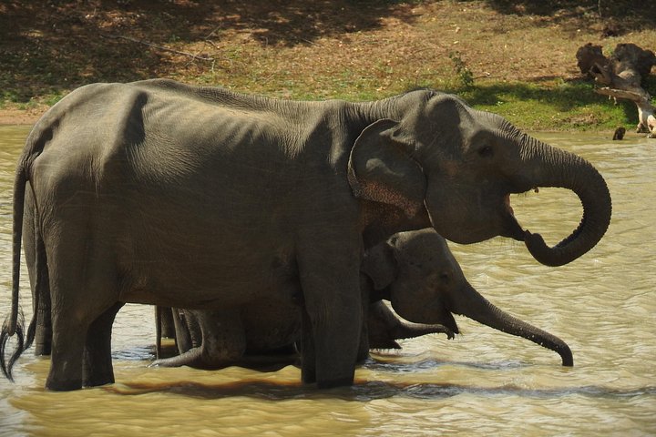 Heldags safari-eventyr i Yala Nationalpark, Sri Lanka, med observation af leoparder og forskelligartet dyreliv, foto 26 | wizardtrip