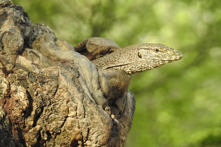 Heldags safari-eventyr i Yala Nationalpark, Sri Lanka, med observation af leoparder og forskelligartet dyreliv, foto 28 | wizardtrip