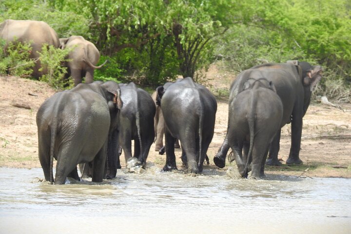 Heldags safari-eventyr i Yala Nationalpark, Sri Lanka, med observation af leoparder og forskelligartet dyreliv, foto 29 | wizardtrip