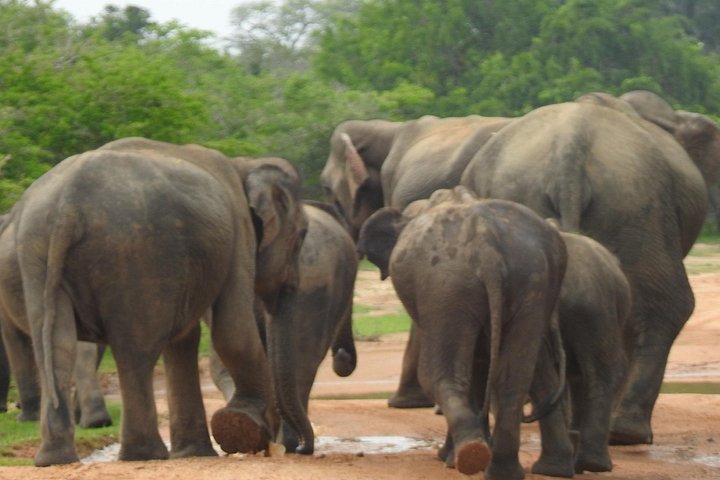 Heldags safari-eventyr i Yala Nationalpark, Sri Lanka, med observation af leoparder og forskelligartet dyreliv, foto 31 | wizardtrip