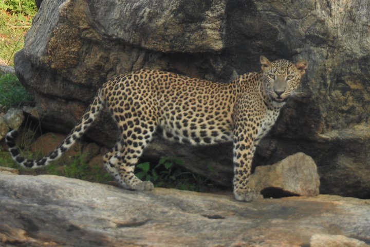Heldags safari-eventyr i Yala Nationalpark, Sri Lanka, med observation af leoparder og forskelligartet dyreliv, foto 34 | wizardtrip