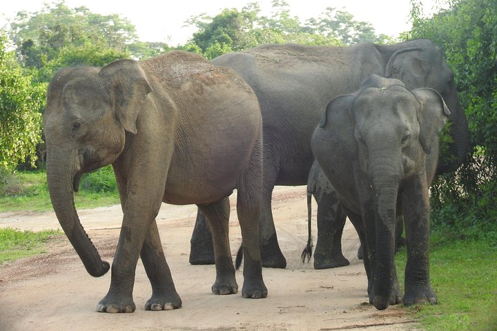 Heldags safari-eventyr i Yala Nationalpark, Sri Lanka, med observation af leoparder og forskelligartet dyreliv, foto 36 | wizardtrip