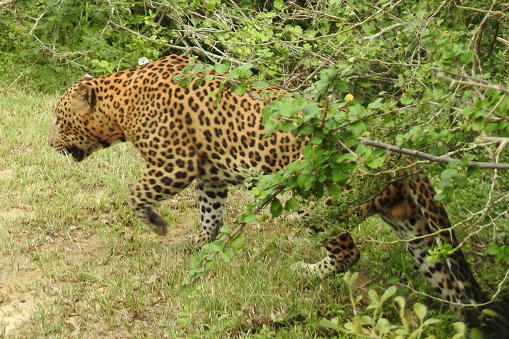Heldags safari-eventyr i Yala Nationalpark, Sri Lanka, med observation af leoparder og forskelligartet dyreliv, foto 37 | wizardtrip