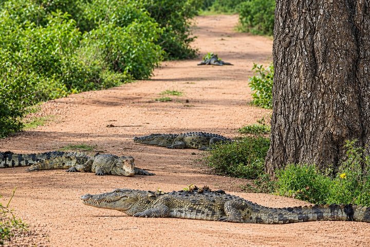Heldags safari-eventyr i Yala Nationalpark, Sri Lanka, med observation af leoparder og forskelligartet dyreliv, foto 38 | wizardtrip