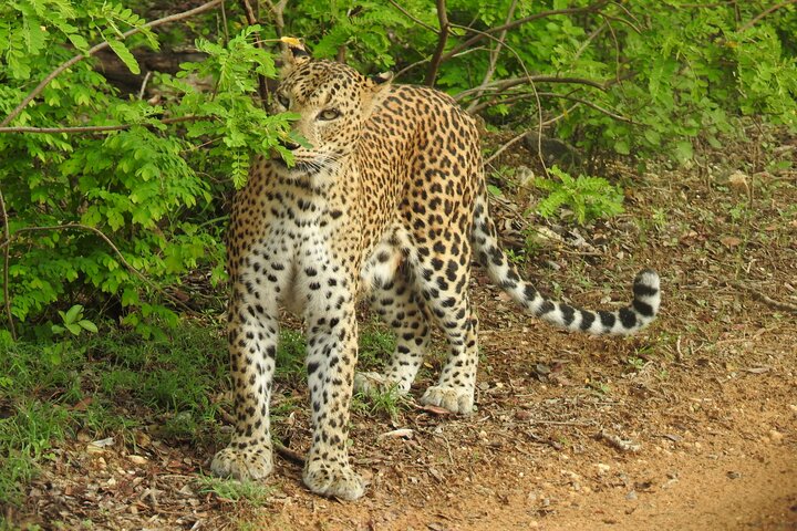 Heldags safari-eventyr i Yala Nationalpark, Sri Lanka, med observation af leoparder og forskelligartet dyreliv, foto 43 | wizardtrip