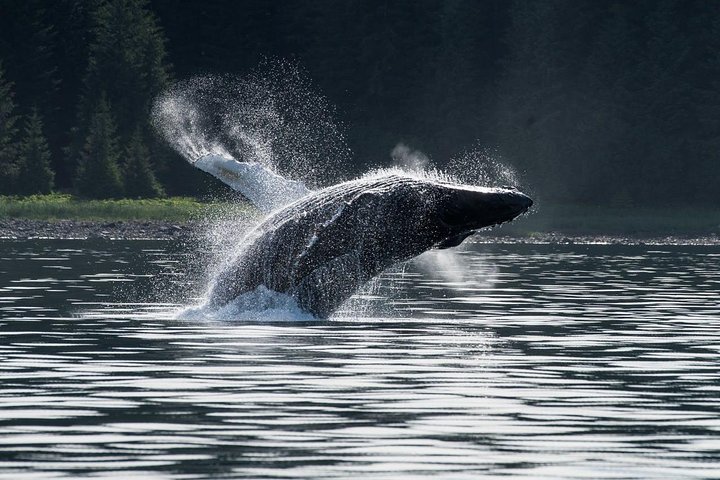 Hvalsafari i Hoonah – Nær Icy Strait Point | wizardtrip