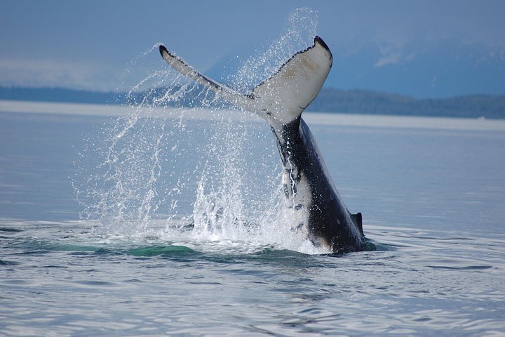 Hvalsafari- og dyrelivstur fra Hoonah, Alaska, med utsikt over knølhval og marint liv, foto 7 | wizardtrip