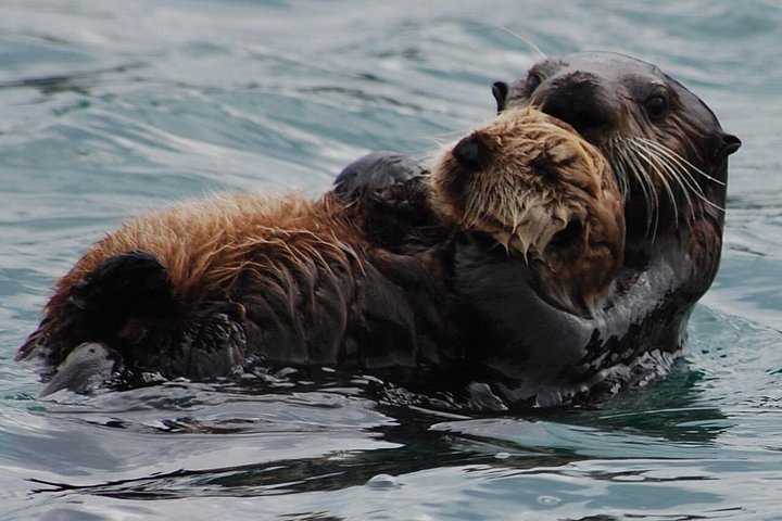 Hvalsafari- og dyrelivstur fra Hoonah, Alaska, med utsikt over knølhval og marint liv, foto 8 | wizardtrip