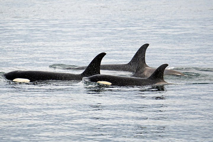 Hvalsafari- og dyrelivstur fra Hoonah, Alaska, med utsikt over knølhval og marint liv, foto 9 | wizardtrip