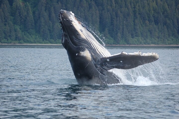 Hvalsafari- og dyrelivstur fra Hoonah, Alaska, med utsikt over knølhval og marint liv, foto 10 | wizardtrip