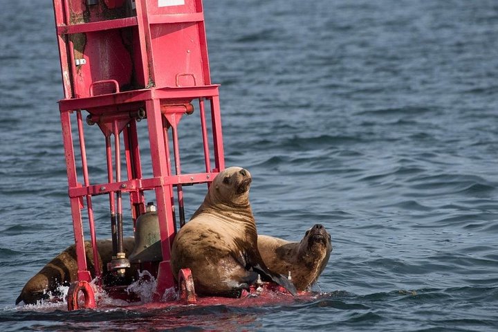 Hvalsafari- og dyrelivstur fra Hoonah, Alaska, med utsikt over knølhval og marint liv, foto 12 | wizardtrip