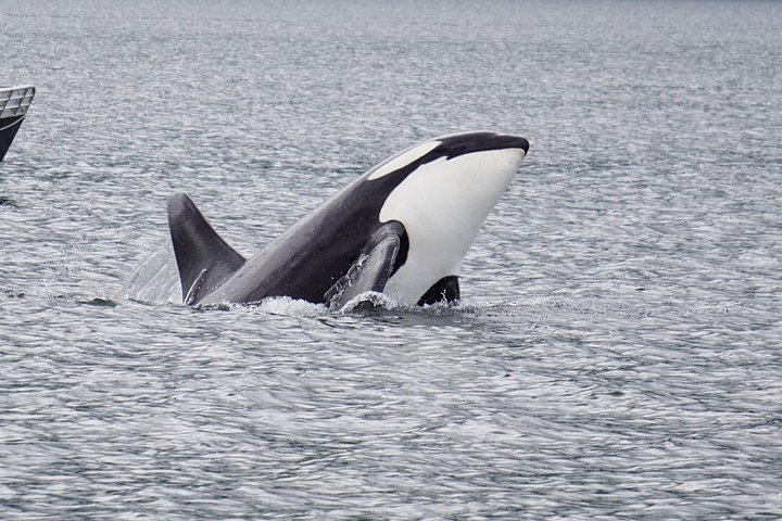 Hvalsafari- og dyrelivstur fra Hoonah, Alaska, med utsikt over knølhval og marint liv, foto 13 | wizardtrip
