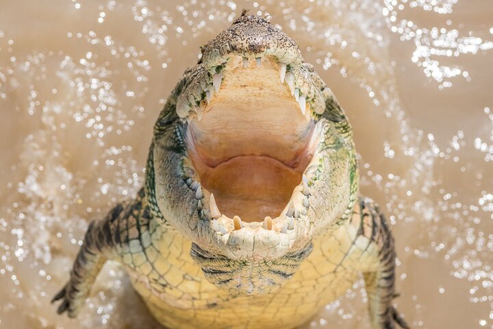1 Hour Jumping Crocodile Cruise on the Adelaide River | wizardtrip