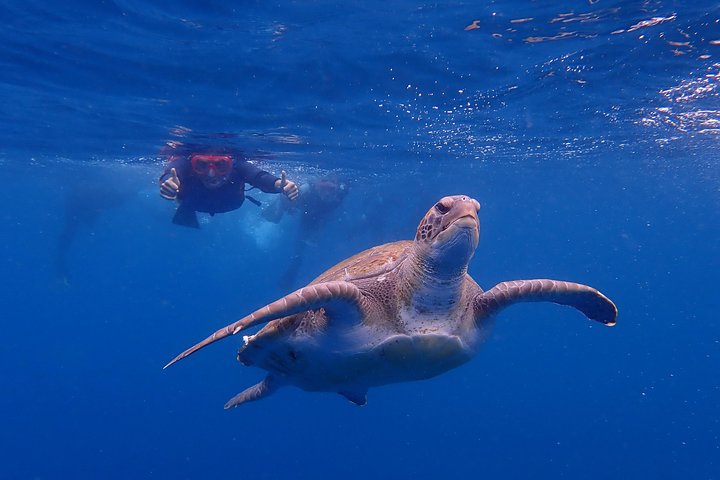 Tenerife: Kajaktur med havskildpadder og delfiner, snorkling og våddragt | wizardtrip