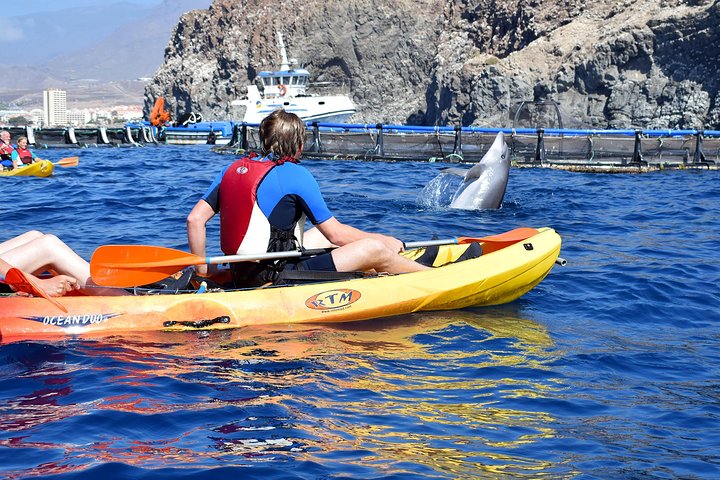 Aventure en kayak et snorkeling à Tenerife avec dauphins et tortues, photo 6 | wizardtrip