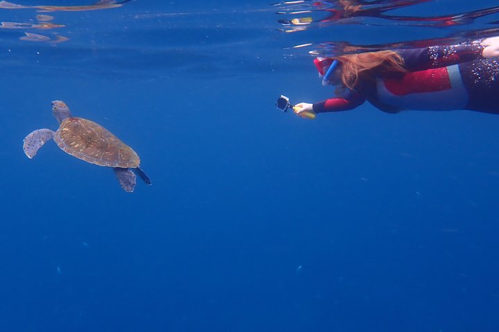 Aventure en kayak et snorkeling à Tenerife avec dauphins et tortues, photo 9 | wizardtrip