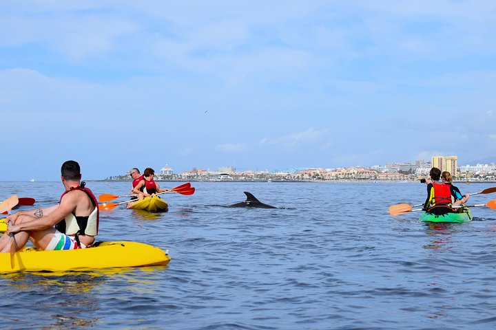 Aventure en kayak et snorkeling à Tenerife avec dauphins et tortues, photo 11 | wizardtrip