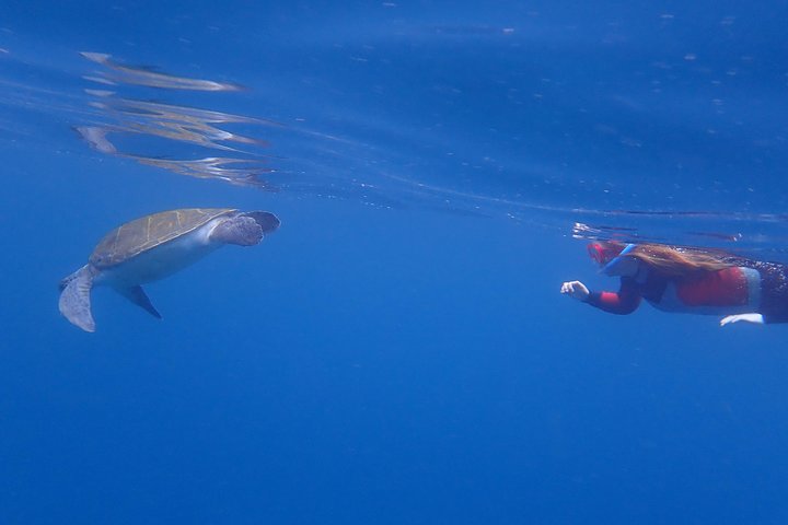 Aventure en kayak et snorkeling à Tenerife avec dauphins et tortues, photo 14 | wizardtrip