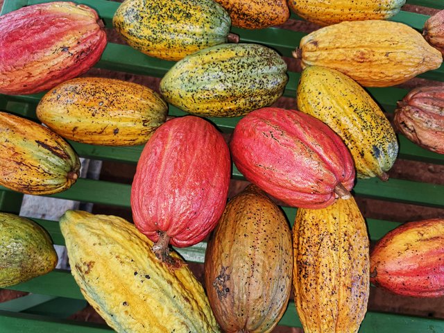 Um tour doce em Quepos, Costa Rica, com chocolate, café e cana-de-açúcar, foto 7 | wizardtrip