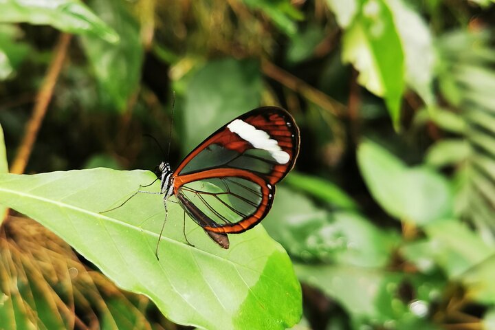 Um tour doce em Quepos, Costa Rica, com chocolate, café e cana-de-açúcar, foto 8 | wizardtrip