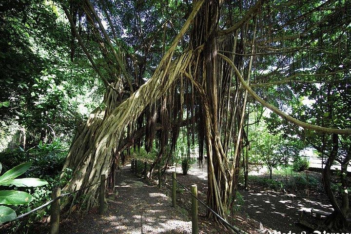 Tour in kleiner Gruppe, die Tahitis Naturwunder, historische Stätten und schwarze Sandstrände erkundet, Foto 6 | wizardtrip