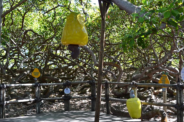 City tour panorámico de Natal, Brasil, con playas, sitios históricos y monumentos naturales, foto 7 | wizardtrip