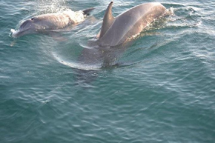 Genießen Sie eine romantische Sonnenuntergangs-Delfin-Segeltour auf einem Katamaran in Panama City Beach, Foto 10 | wizardtrip