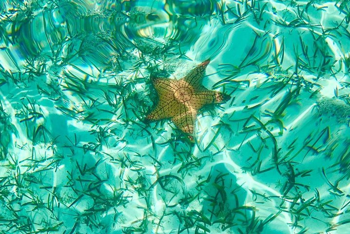 Tour en kayak transparent Mangrove & Iguane | wizardtrip