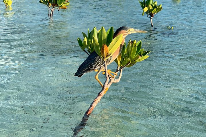 Tur i krystalkajak gennem mangrover og til leguanøen i Providenciales, foto 7 | wizardtrip