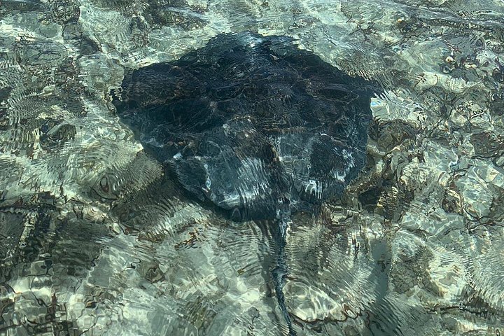 Tur i krystalkajak gennem mangrover og til leguanøen i Providenciales, foto 8 | wizardtrip