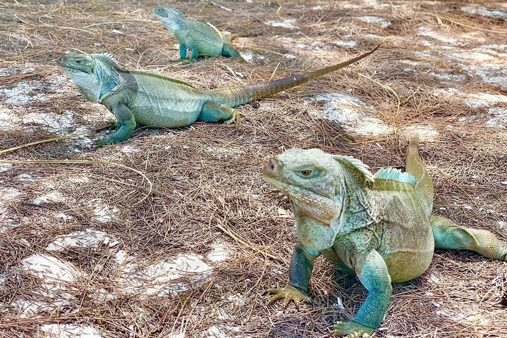 Tur i krystalkajak gennem mangrover og til leguanøen i Providenciales, foto 10 | wizardtrip